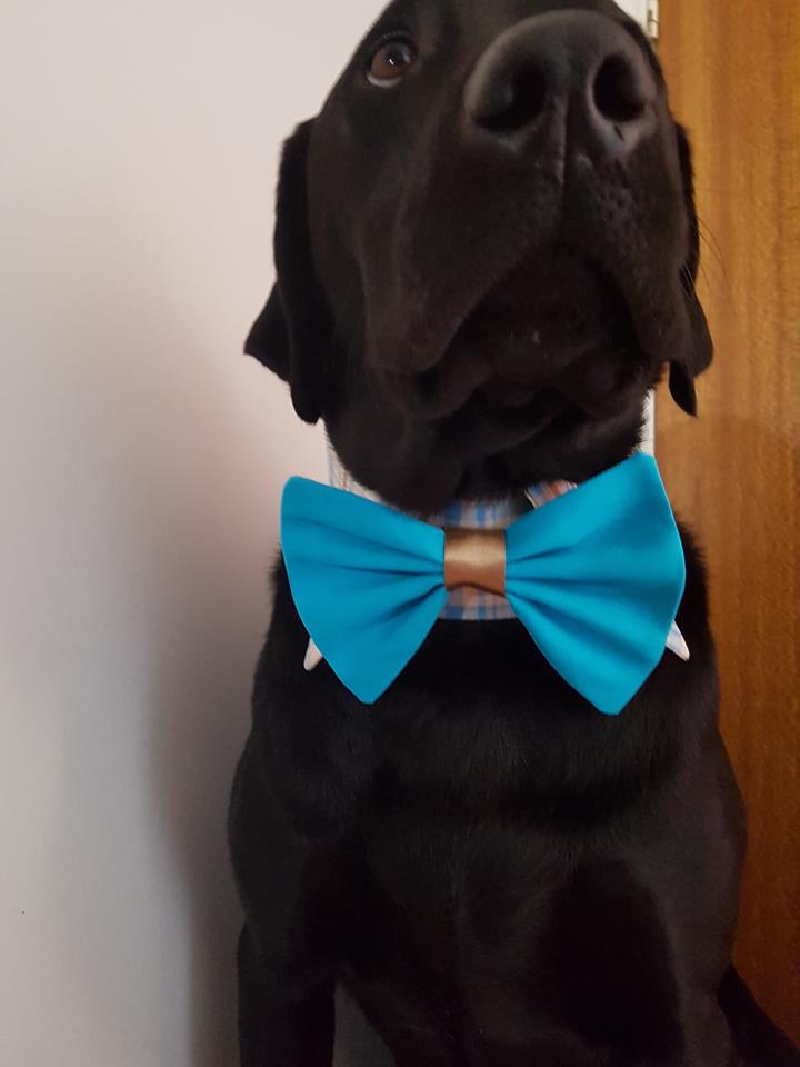 Dog Collar and Bow Tie - XLARGE